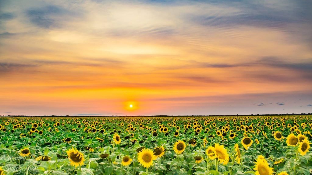 Farm field in Texas with sunflowers with a setting sun with a smoke filled sky from distance fires.
